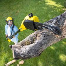 Best Hedge Trimming  in Upton, WY